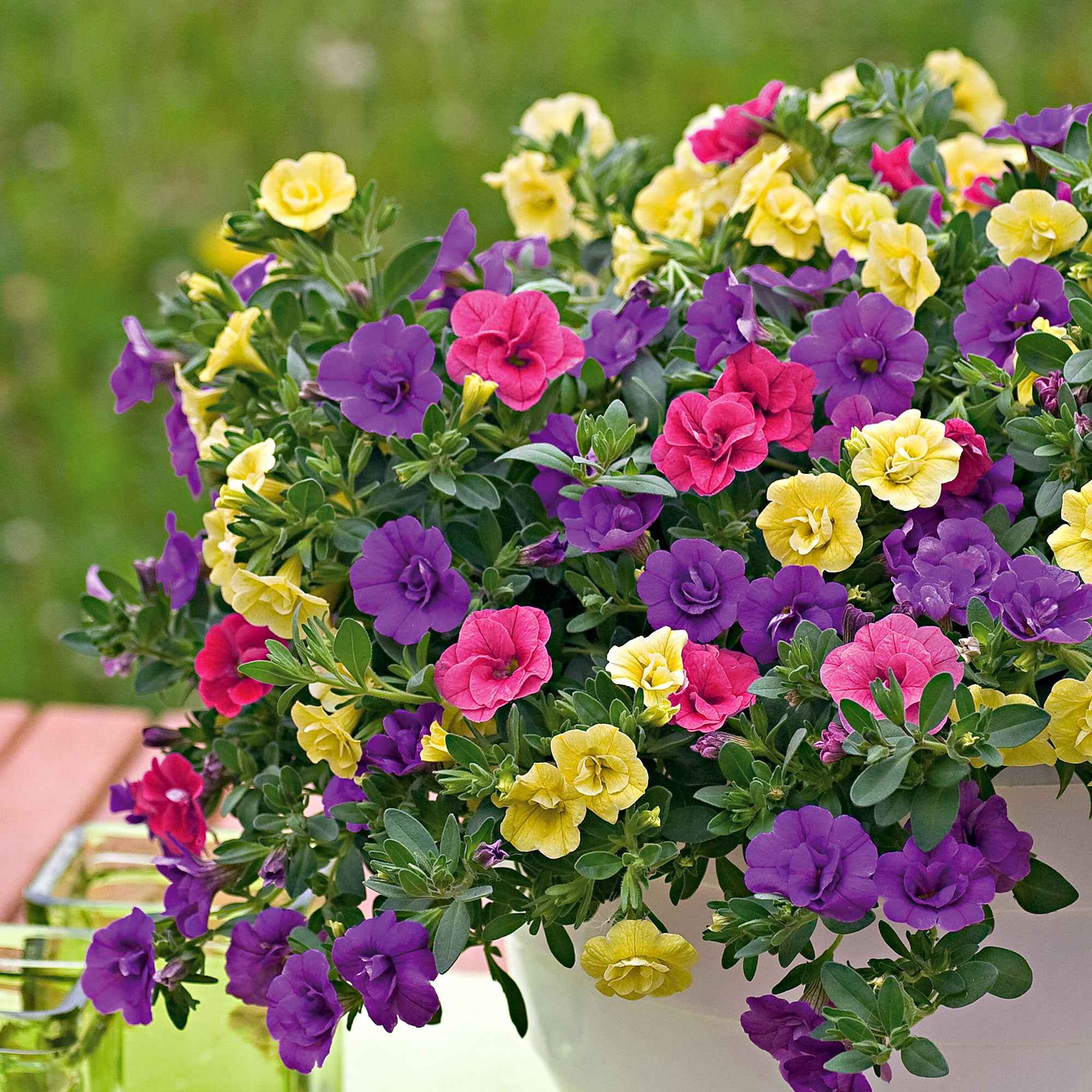 Bakker Calibrachoa mini pétunia 3 pots Ø10,5cm mélange