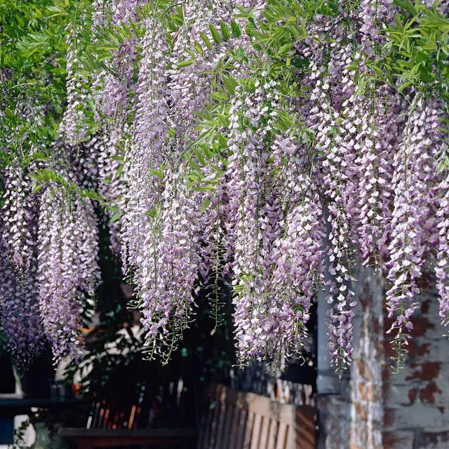 Bakker Glycine Naga Noda pot 2L grimpante grappes violet