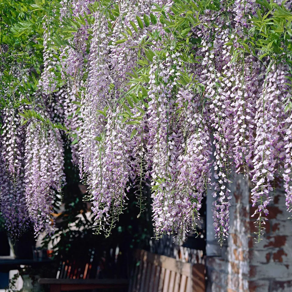 Bakker Glycine Naga Noda pot 2L grimpante grappes violet