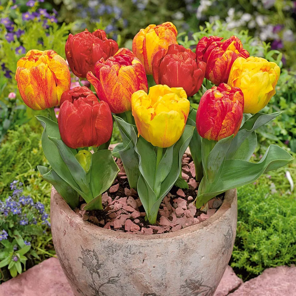 Bakker Bulbes à fleurs Tulipe hâtive Flaming Baby bulbes 5 pcs