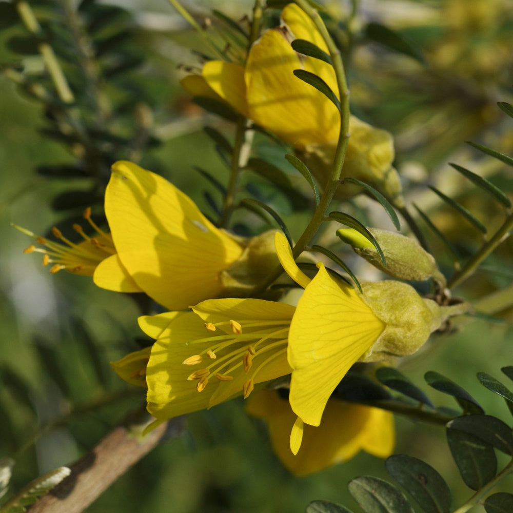 Bakker Sophora Sun King arbuste pot 3L fleurs jaunes hiver