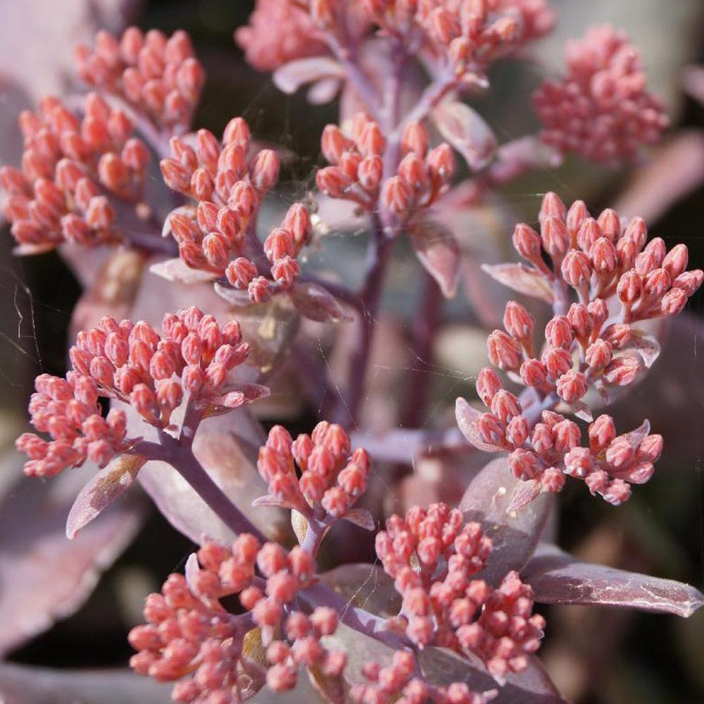 Bakker Chocolate Cherry sedum vivace pot 8cm rose