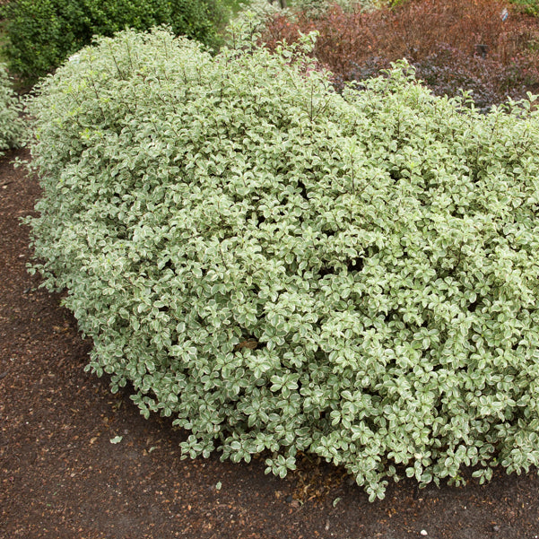 Bakker Pittosporum tenuifolium variegatum pot 2 L