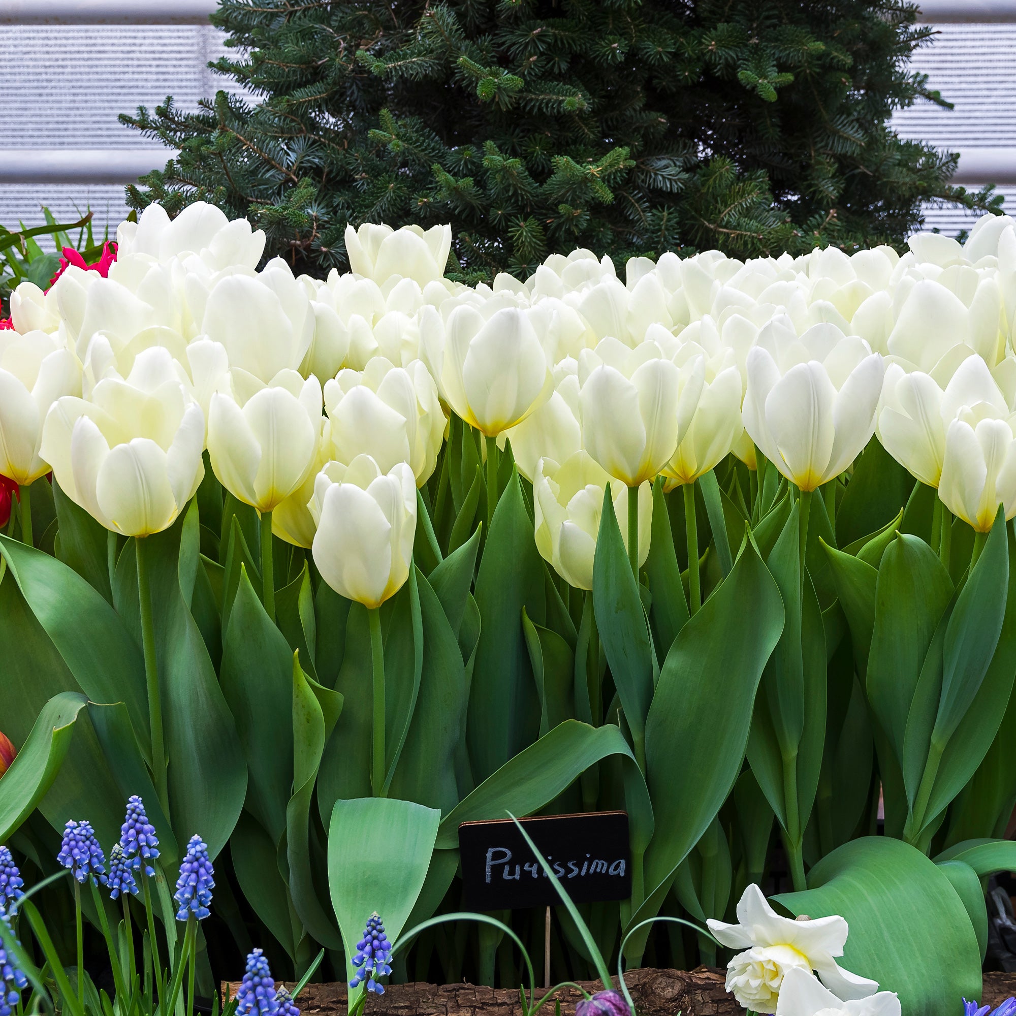 Bakker Tulipes Fosteriana Purissima sachet 10 bulbes blanc