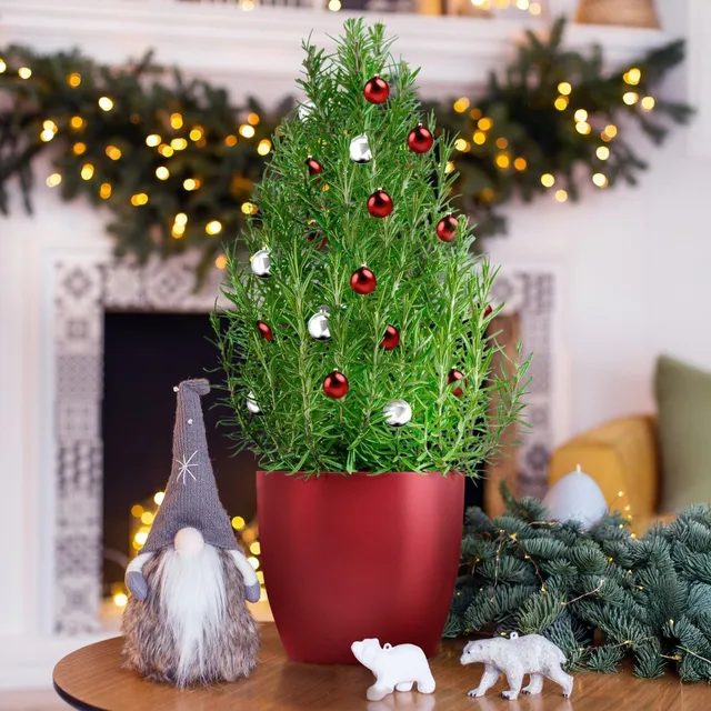 Bakker Romarin de Noël aromatique pot 15 cm