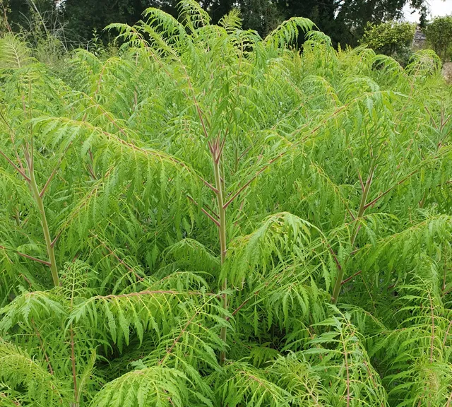 Pépinières Ripoche Rhus Laciniata sumac automne