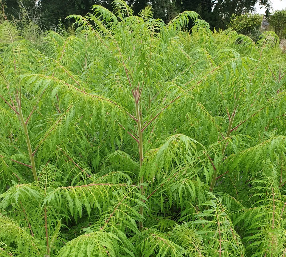 Pépinières Ripoche Rhus Laciniata sumac automne