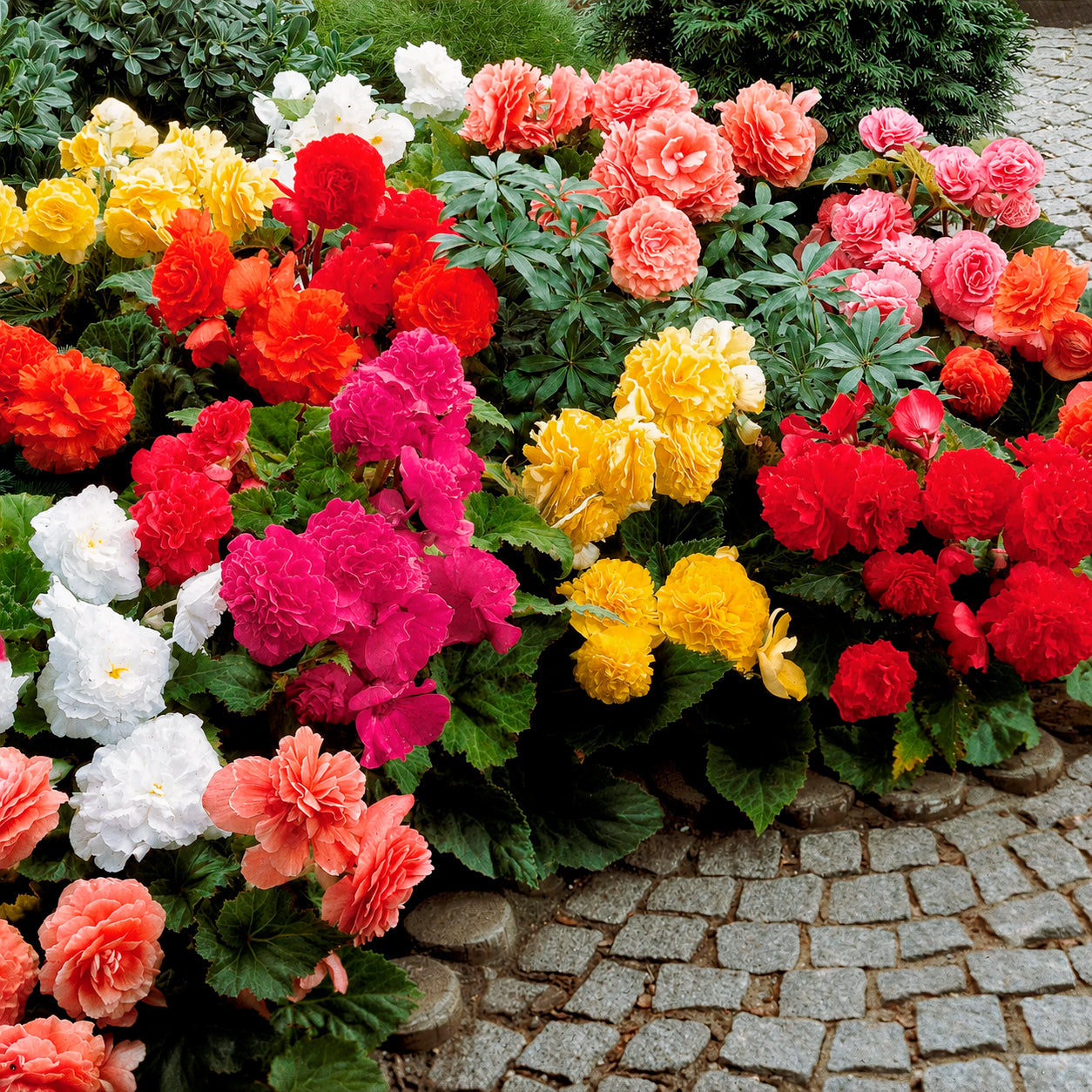 Bakker Bulbes à fleurs 10 Bégonias doubles mélange bulbes