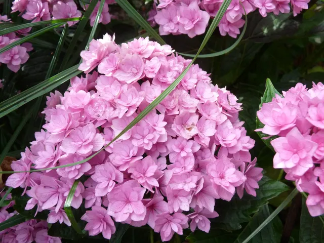 Les Hortensias du Haut Bois You and Me Together hortensia double