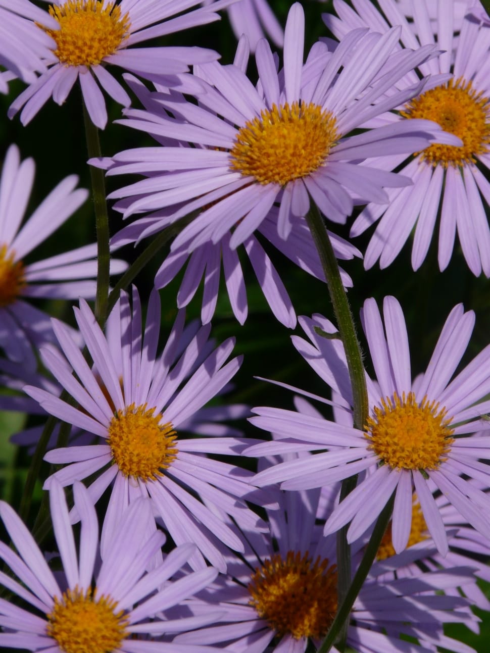 Passion Vivaces Aster tongolensis Berggarten plante vivace godet bleu