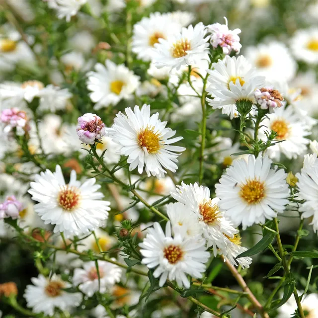 Bakker Aster White Lady vivace pot 9cm blanc