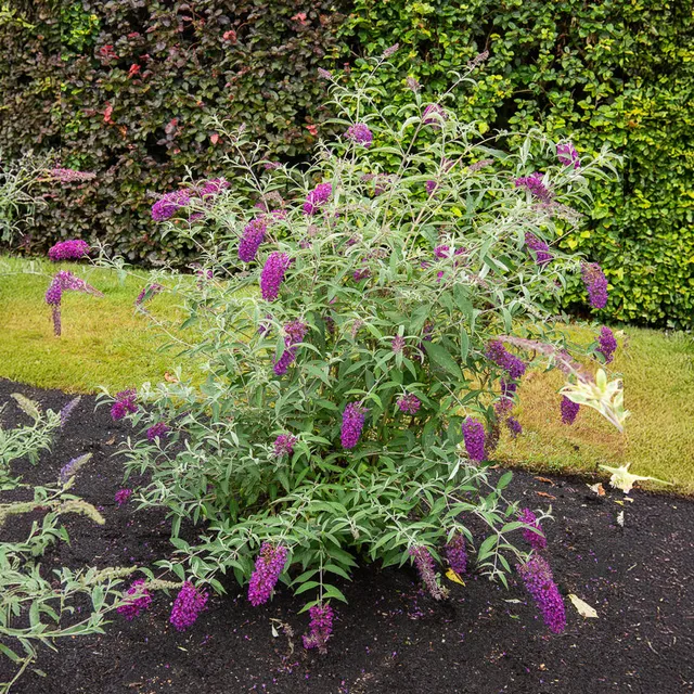 Bakker Buddleja Nanho Purple arbuste pot Ø9 cm violet