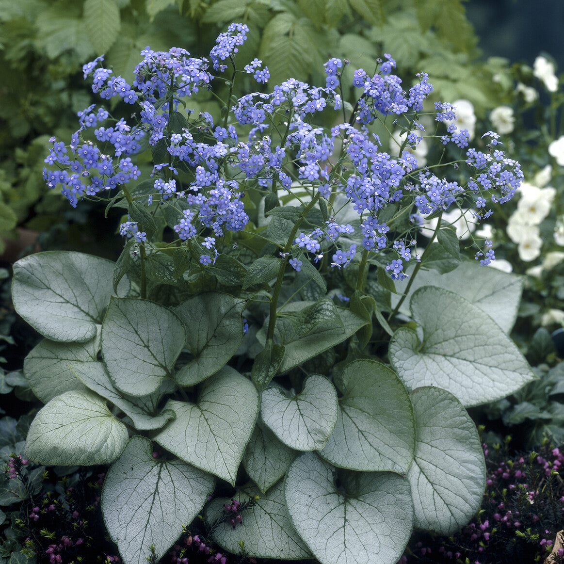 Bakker Brunnera Looking Glass myosotis vivace pot 9cm argenté