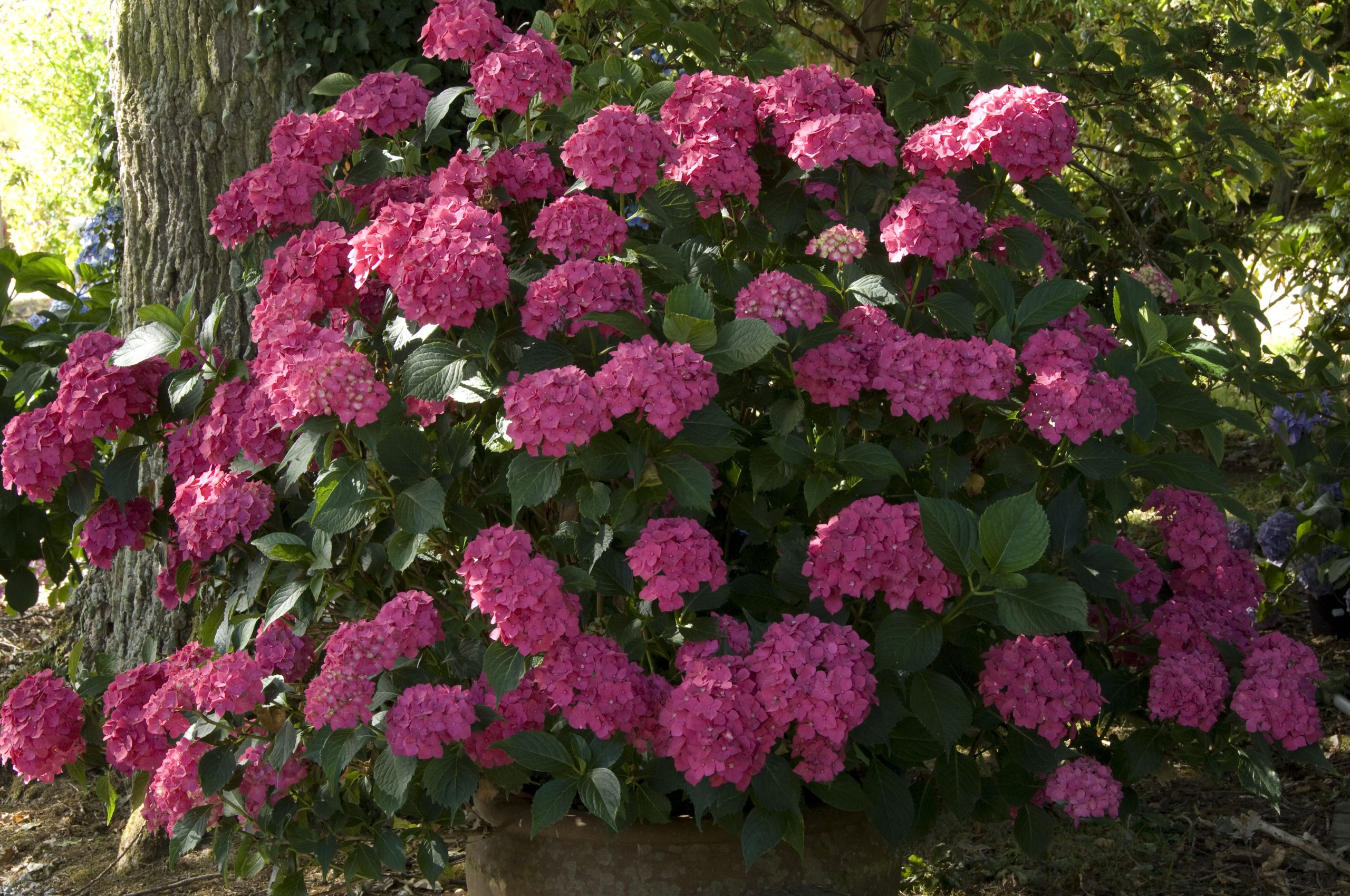 Les Hortensias du Haut Bois Leuchtfeuer hortensia boules rouges