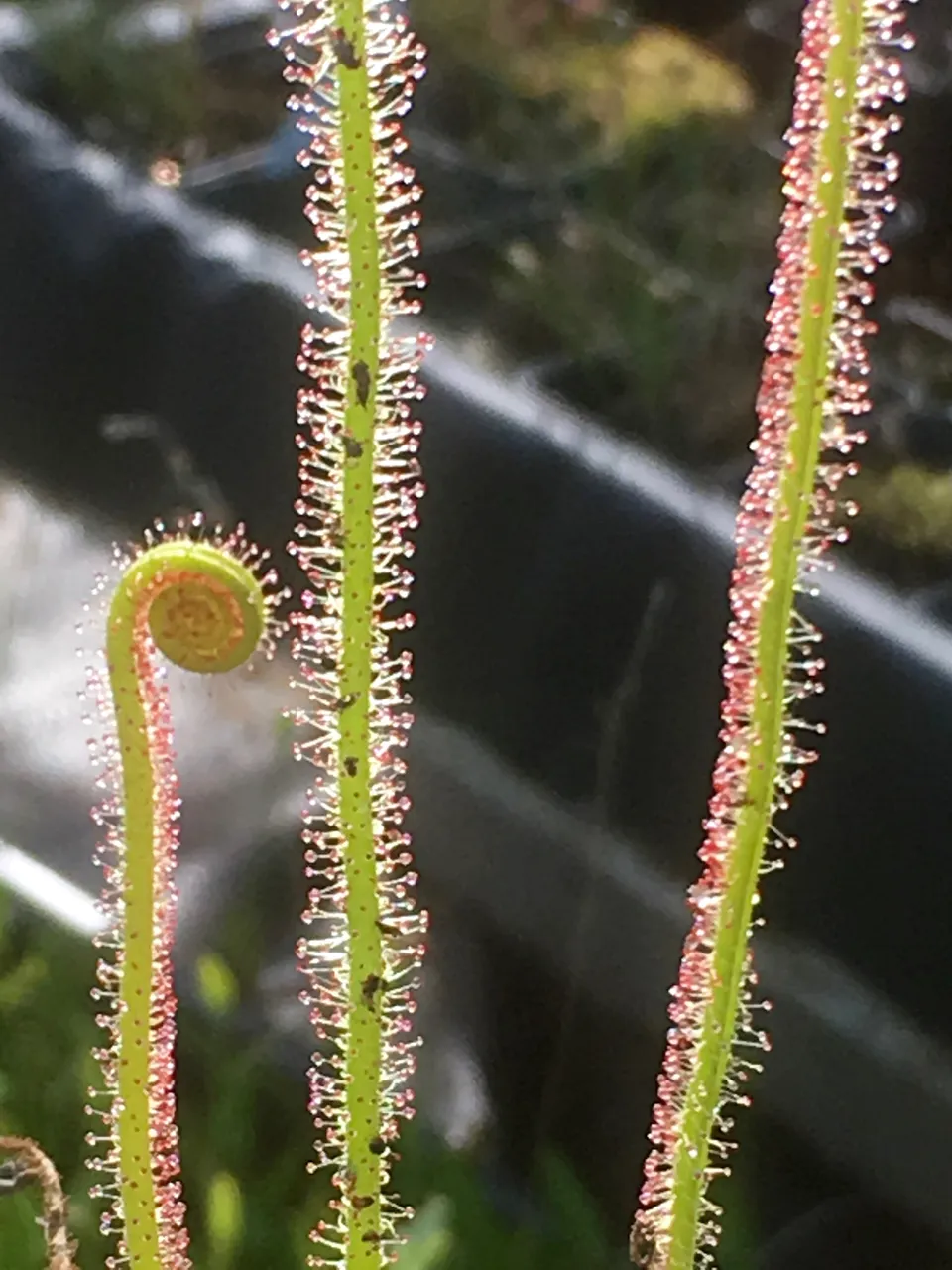 Carniflore Drosera filiformis plante carnivore pot 9cm extérieur