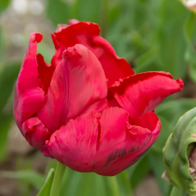 Bakker Tulipe perroquet Red Madona bulbes sachet 8 rouge