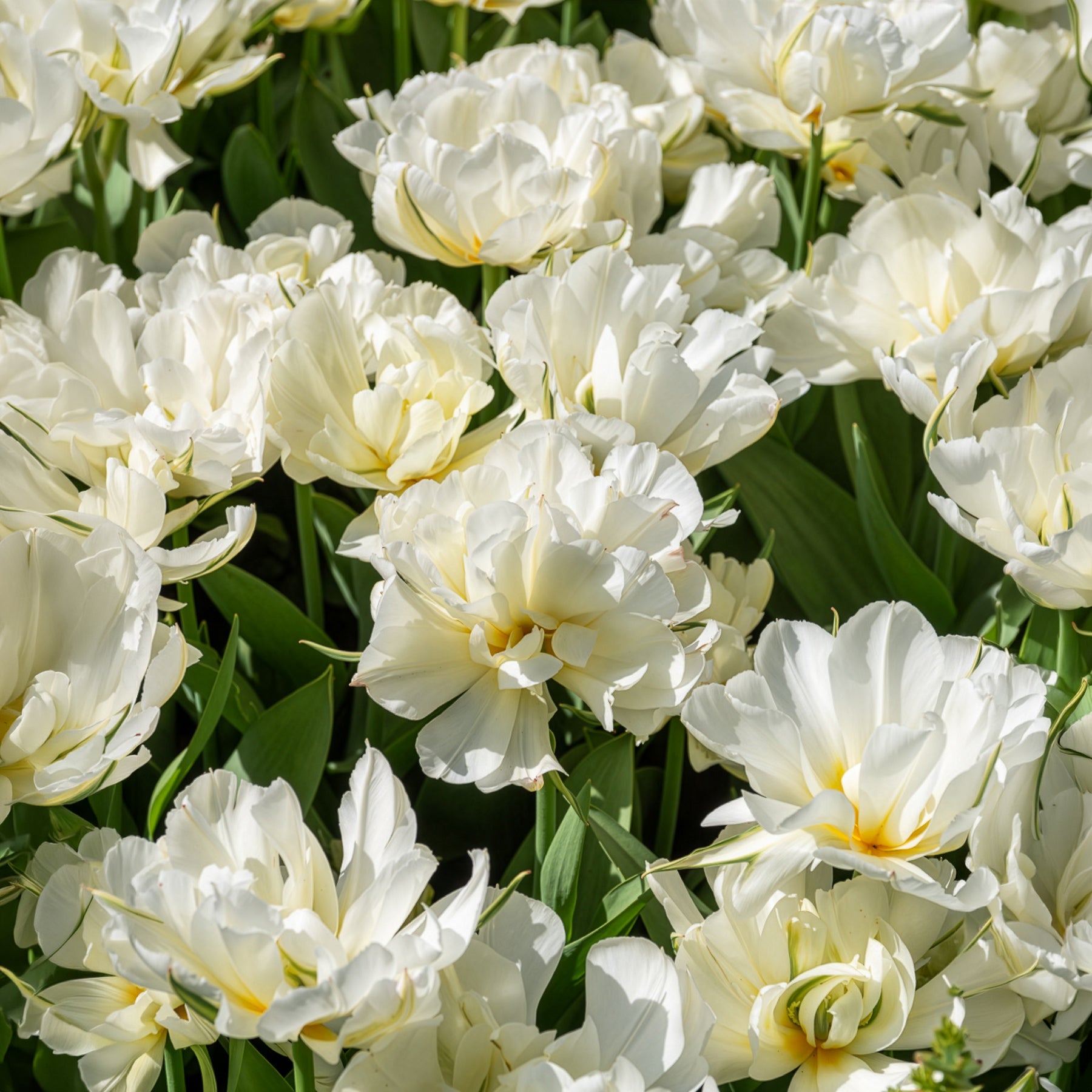 Bakker Bulbes de printemps massif rouge blanc sachet 30