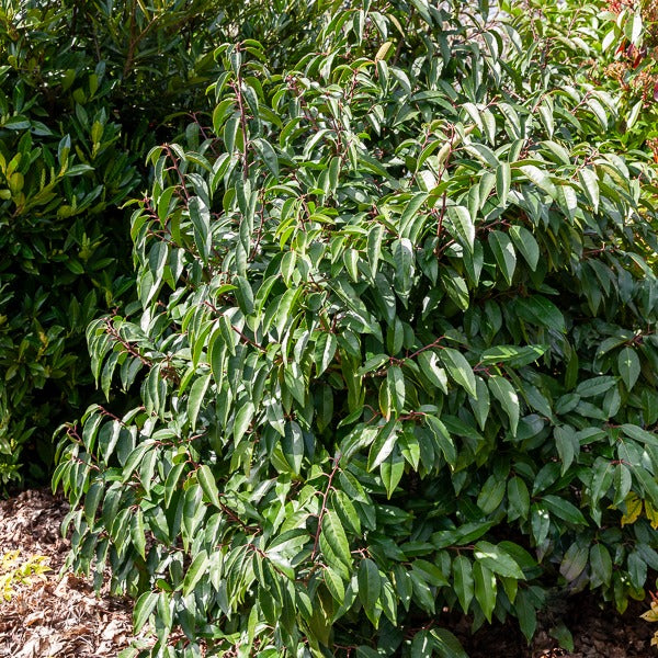 Bakker Laurier du Portugal arbuste persistant pot 2L 20-40cm