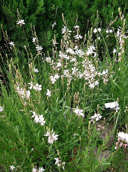 Passion Vivaces Gaura plante vivace pot 1 L floraison généreuse