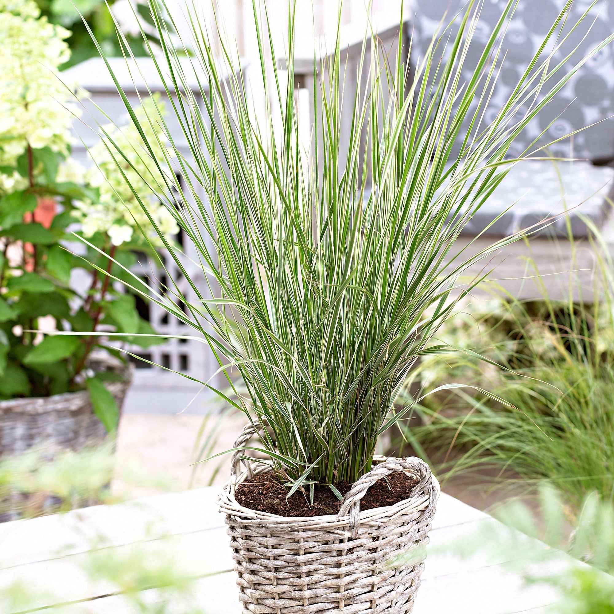 Bakker Calamagrostide Overdam graminée pot 9cm crème