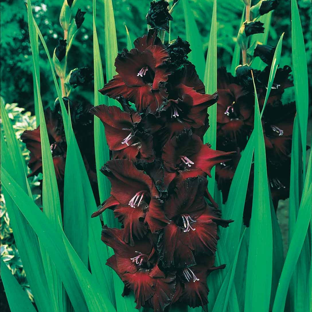 Bakker Bulbes à fleurs Glaïeul Black Surprise rouge 10 bulbes