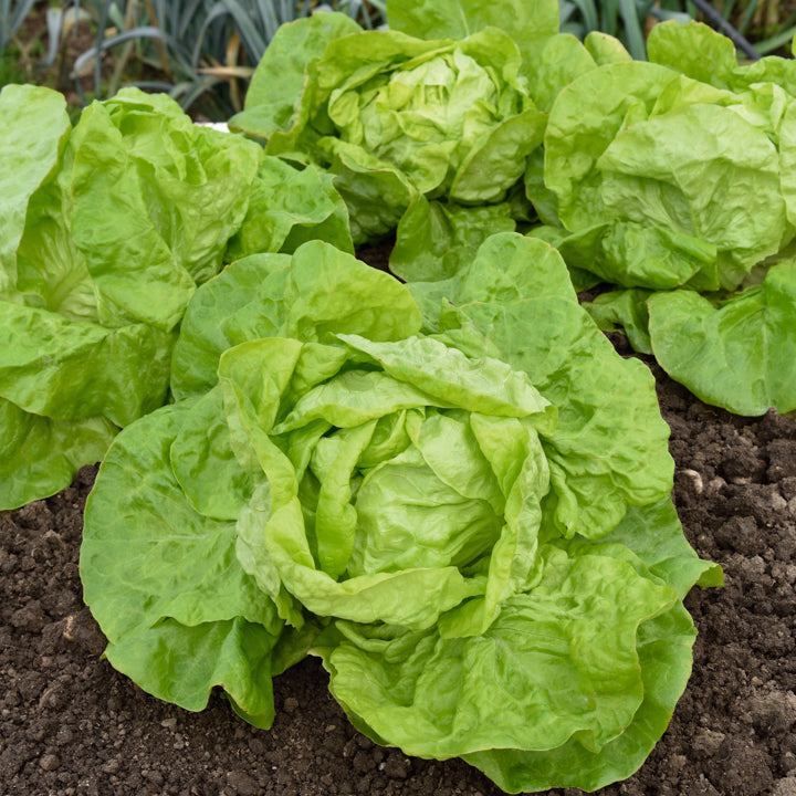 Bakker Potager Laitue Grosse blonde paresseuse sachet 3g 2250 graines