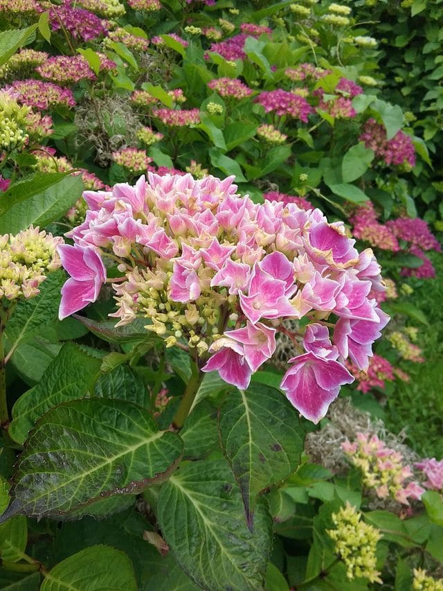 Les Hortensias du Haut Bois Harlequin hortensia fleurs rondes godet