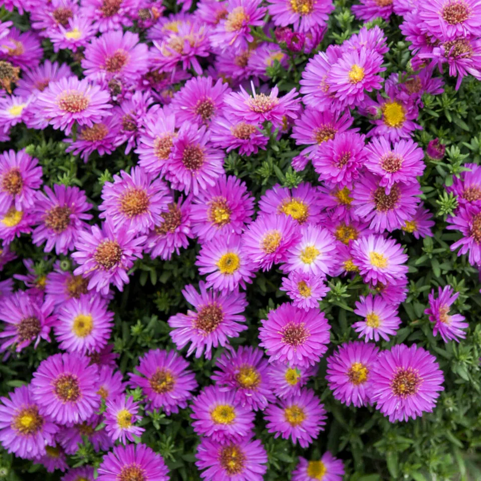 Bakker Aster nain Starlight plante vivace pot Ø 9cm violet