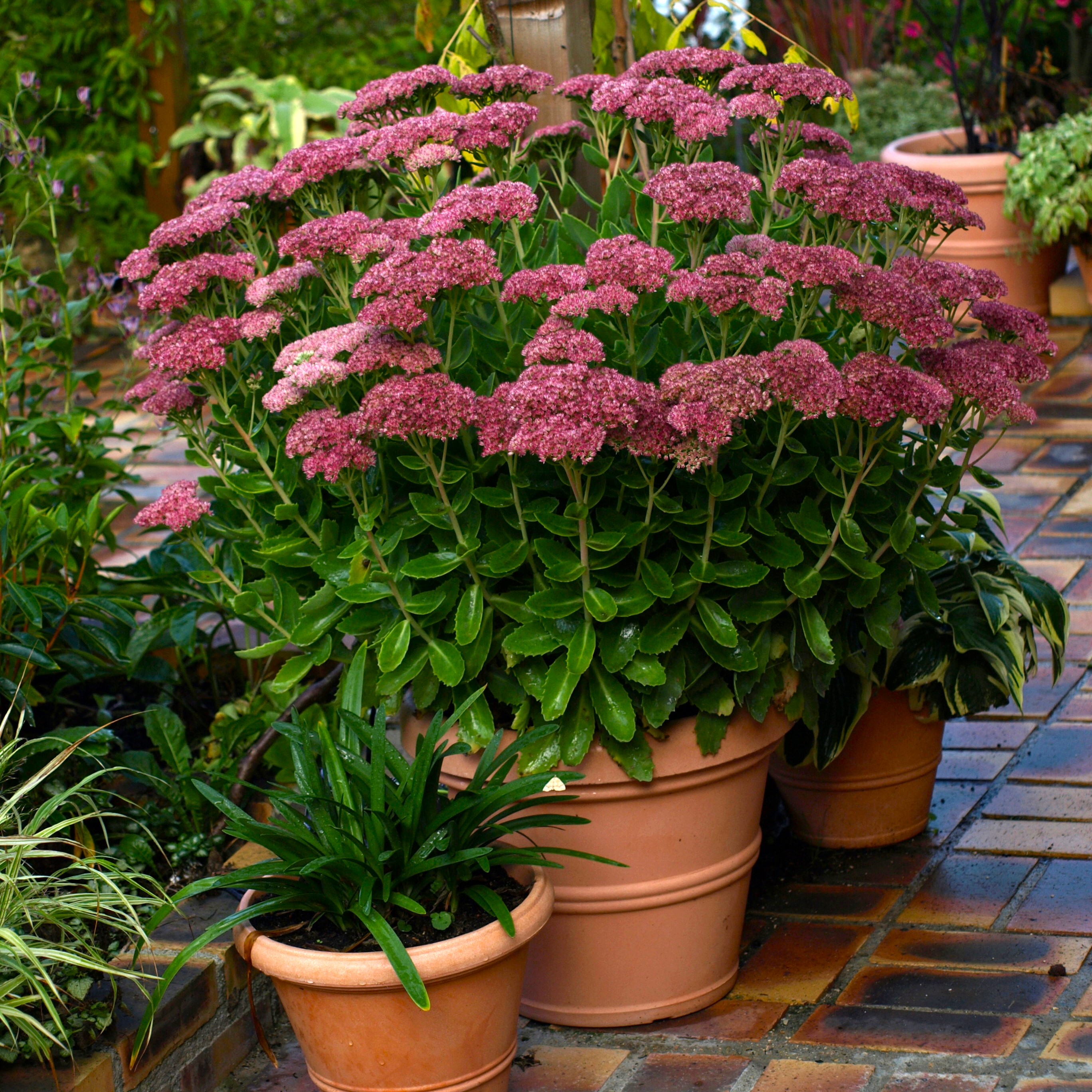 Passion Vivaces Sedum Autumn Joy orpin rose godet / pot 1L