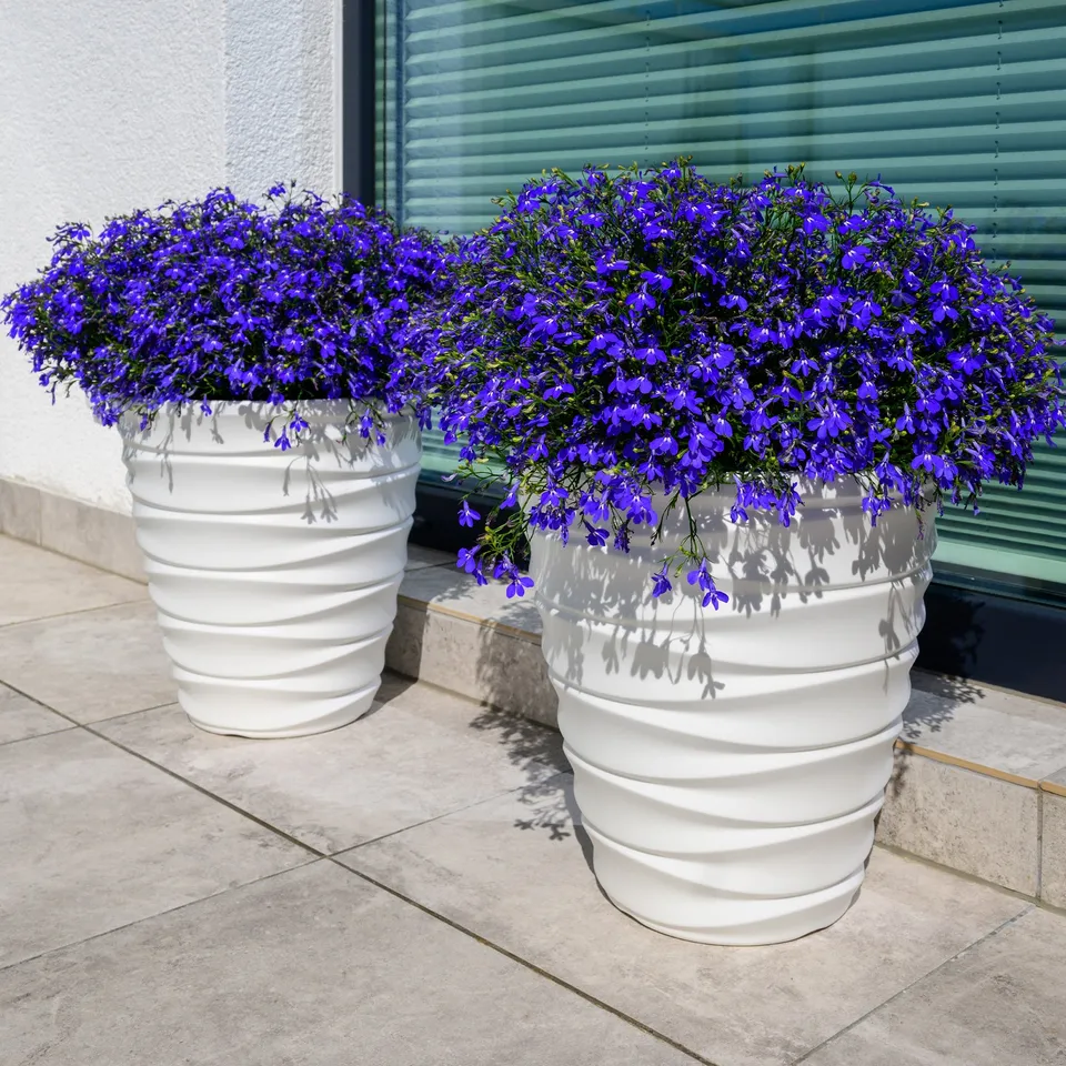 Bakker Potager et Graines Lobelia Emperor William graine bleue sachet
