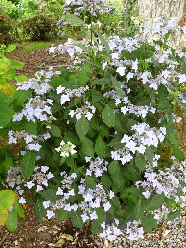 Miyama-yae-murasaki hortensia serrata godet double