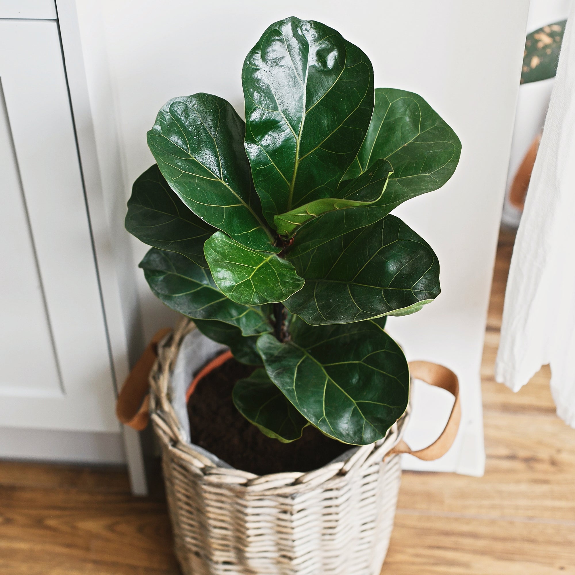 Bakker Ficus Lyrata figuier lyre plante verte pot 17cm 70-80cm