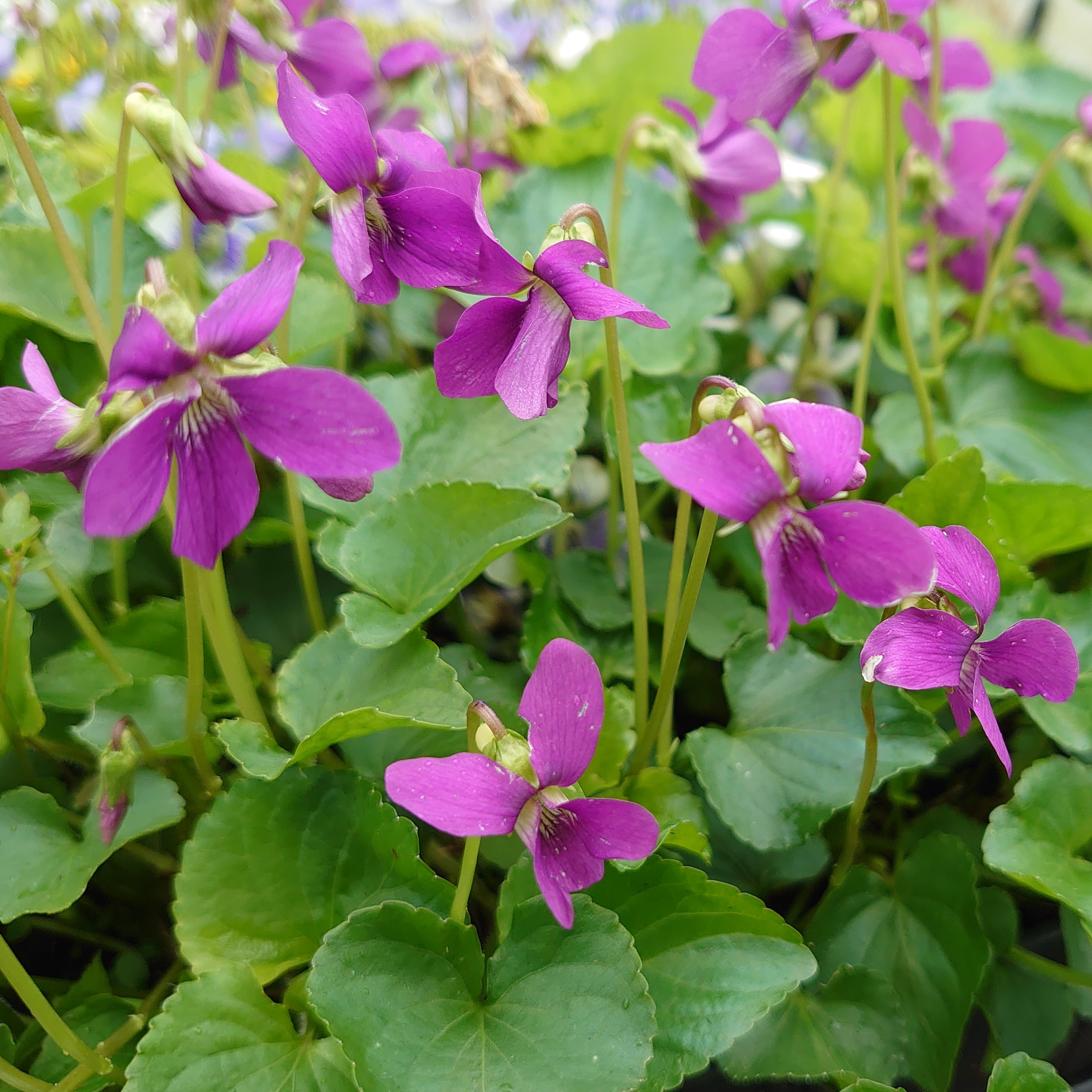 Passion Vivaces Viola sororia Rubra plante vivace pot 1L rose violacé