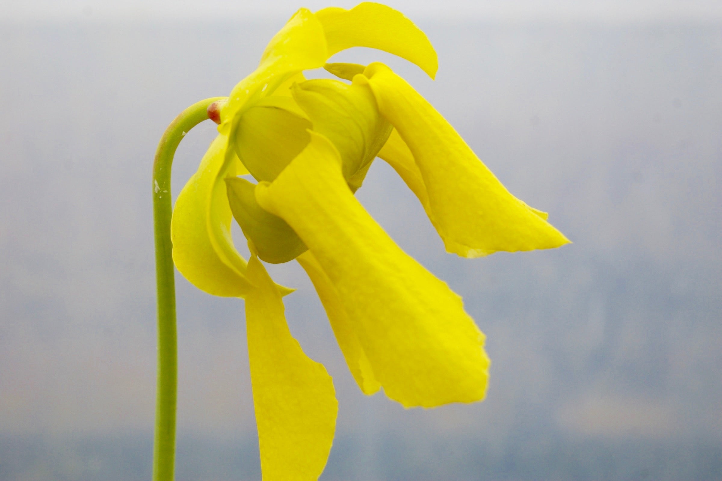 Carniflore Sarracenia flava Slack's Maxima plante carnivore adulte