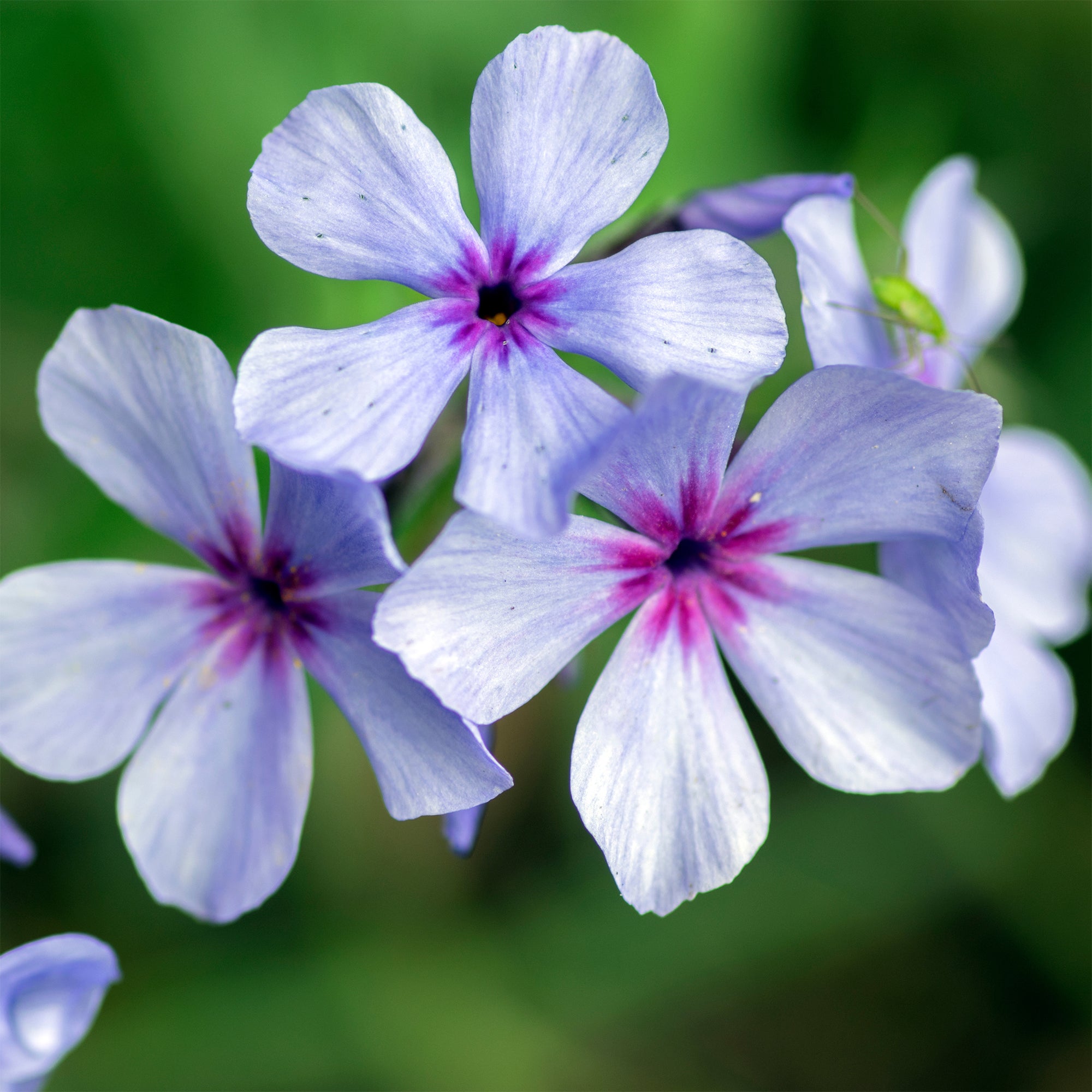 Bakker Plantes vivaces Phlox divaricata Chattahoochee pot 9cm bleu