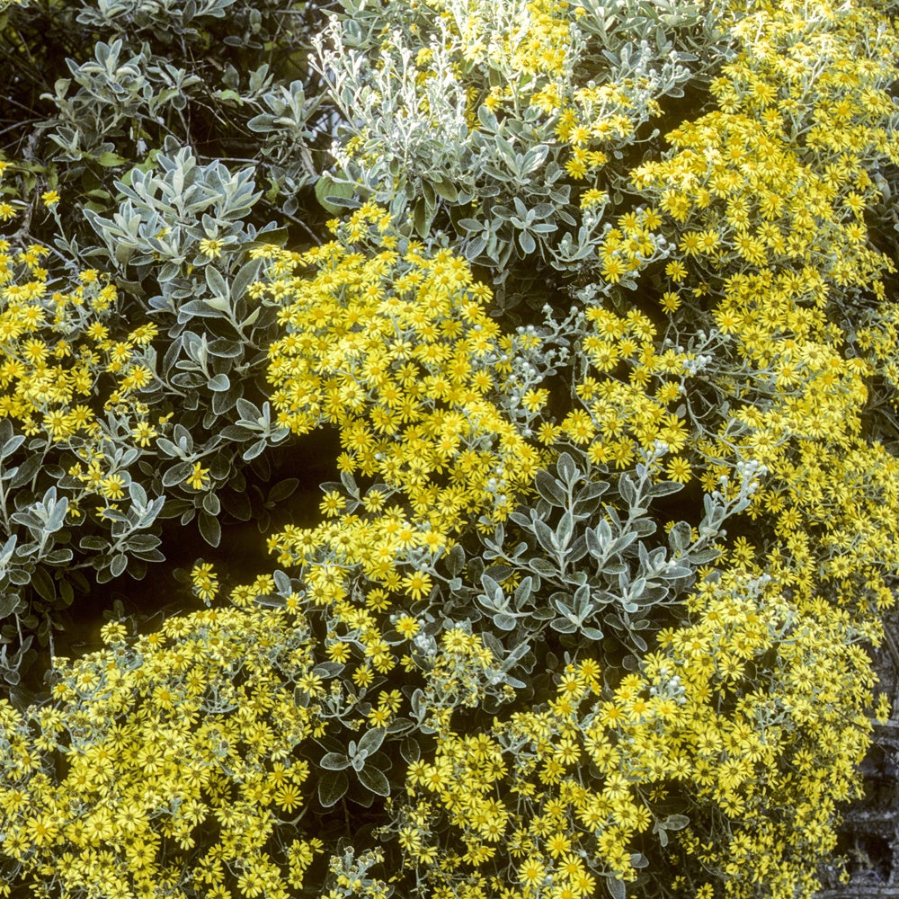 Bakker Senecio compacta Drysdale plante grasse 25cm jaune