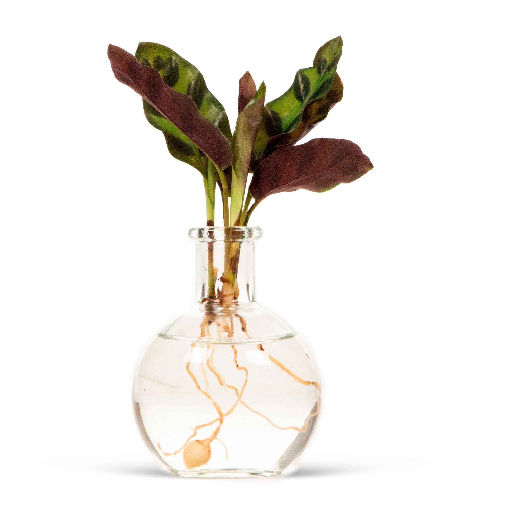 Bakker Mini Vase petit vase déco 7cm la pièce