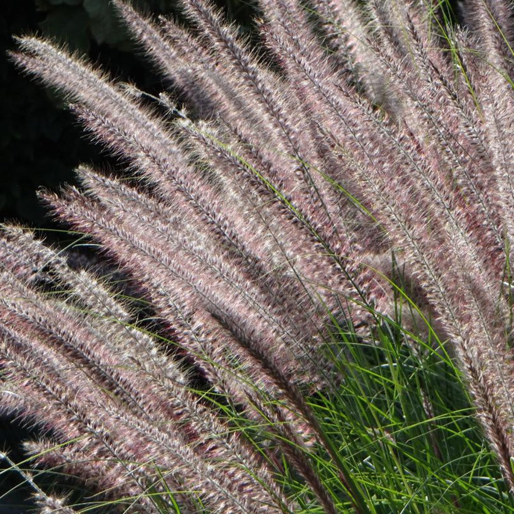 Bakker Pennisetum Karley Rose herbe pot 8cm épis roses