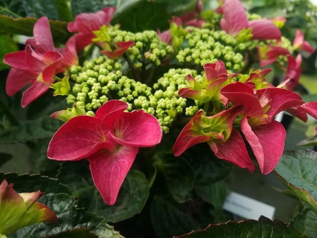 Les Hortensias du Haut Bois Rotschwanz hortensia fleurs plates godet