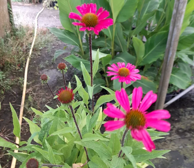 Pépinières Ripoche Echinacea purpurea Delicious Candy vivace rose