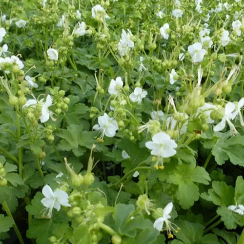 Bakker Geranium White Ness vivace blanche pot Ø 9cm