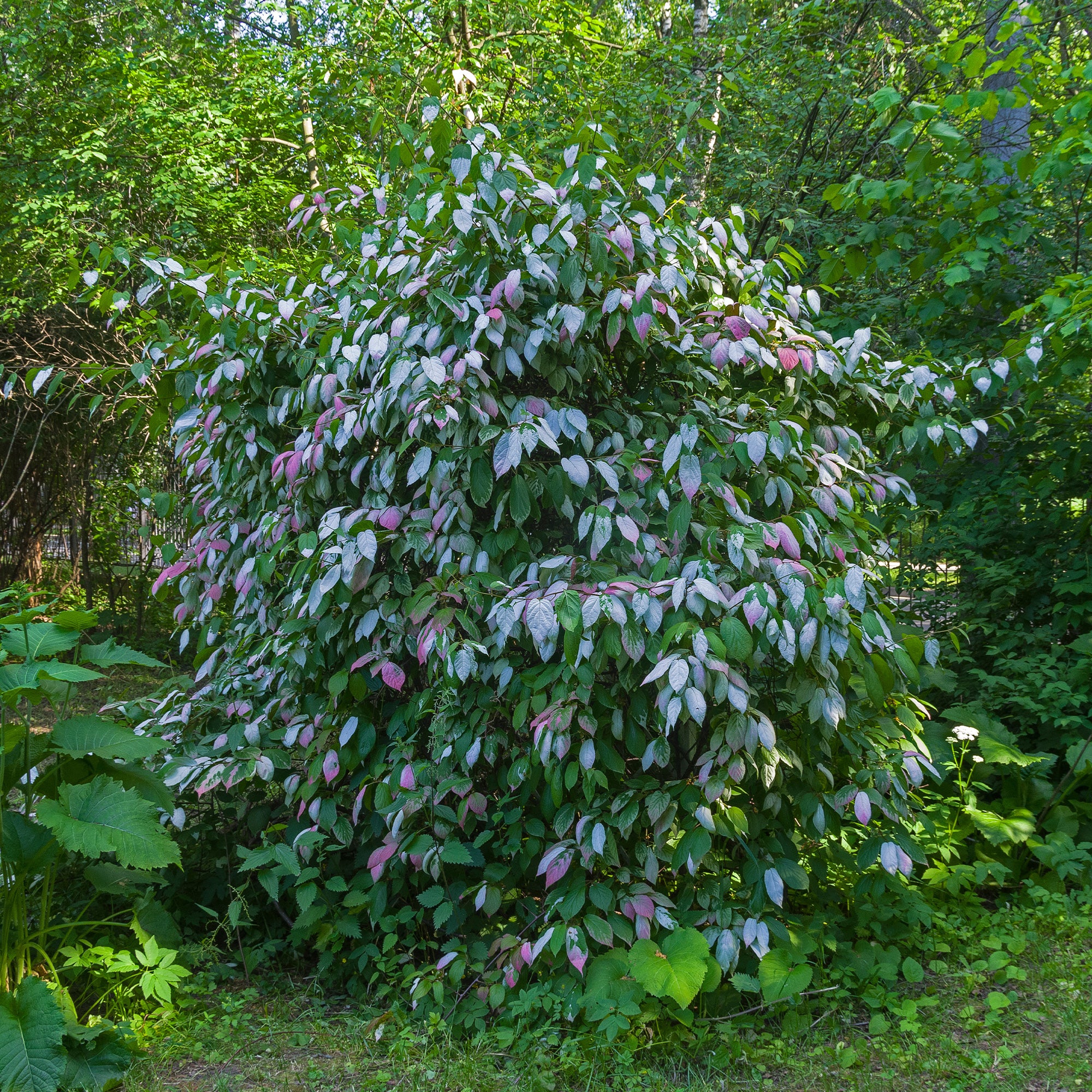 Bakker Kiwi panaché Actinidia 1.5L 40-50cm grimpante