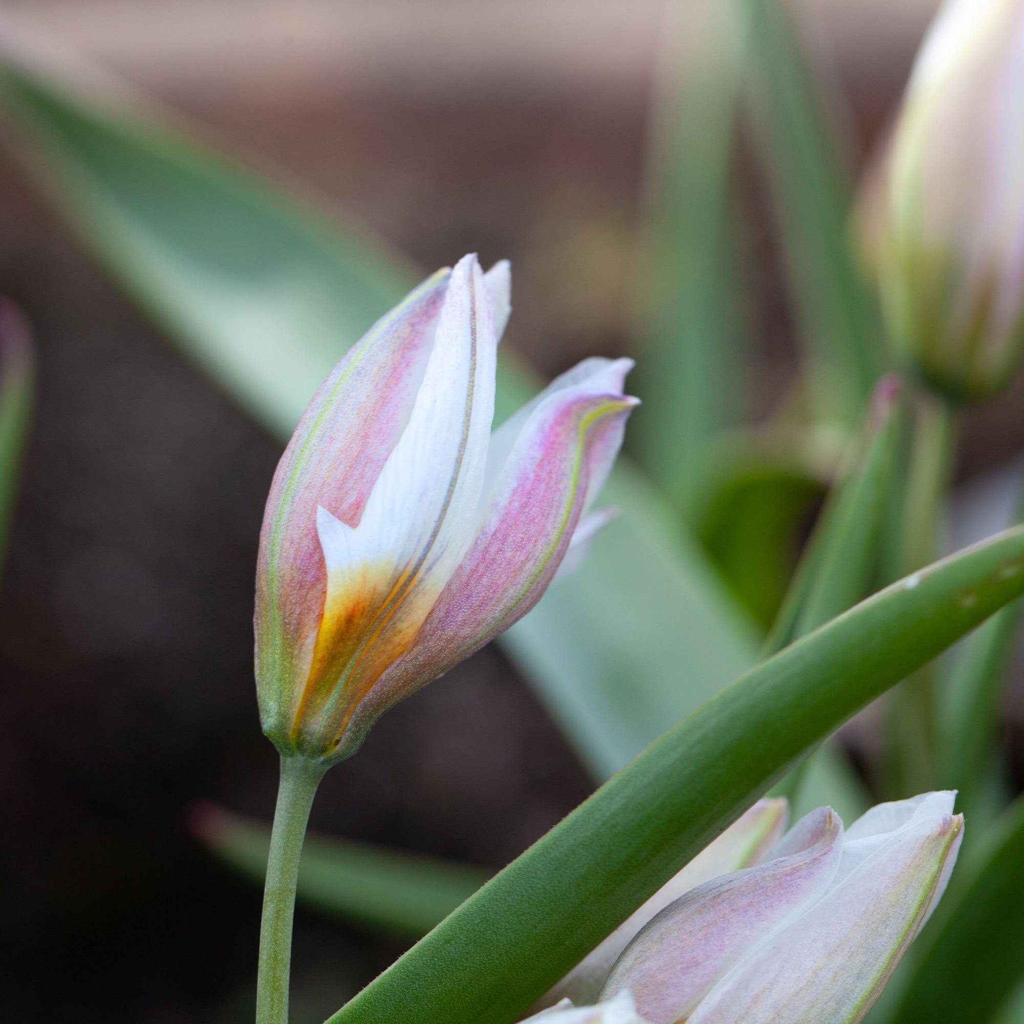 Bakker Tulipes botaniques Polychroma bulbes 10 bulbes blanc jaune