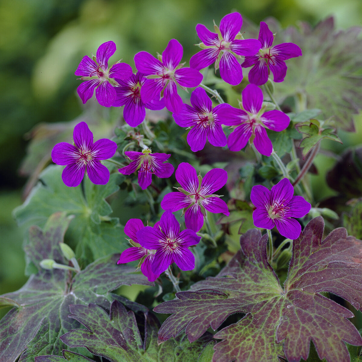 Bakker Géranium Sibérie vivace violette pot 8cm rustique