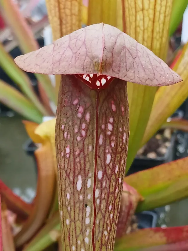 Carniflore Sarracenia minor x gilpini plante carnivore 1 point