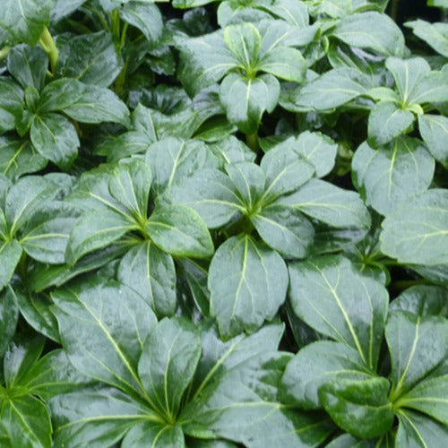 Bakker Pachysandre Green Sheen couvre-sol pot Ø9cm ombre