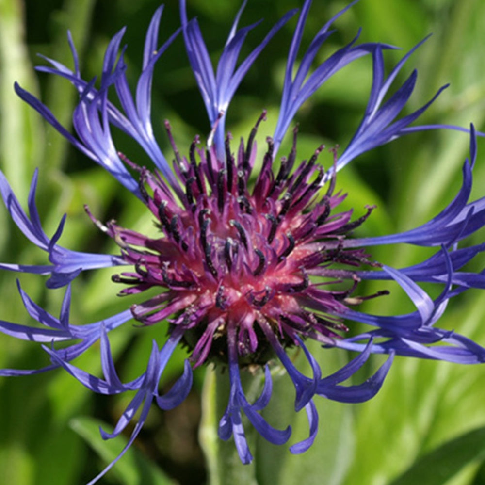 Bakker Centaurée des montagnes vivace pot 8cm bleue
