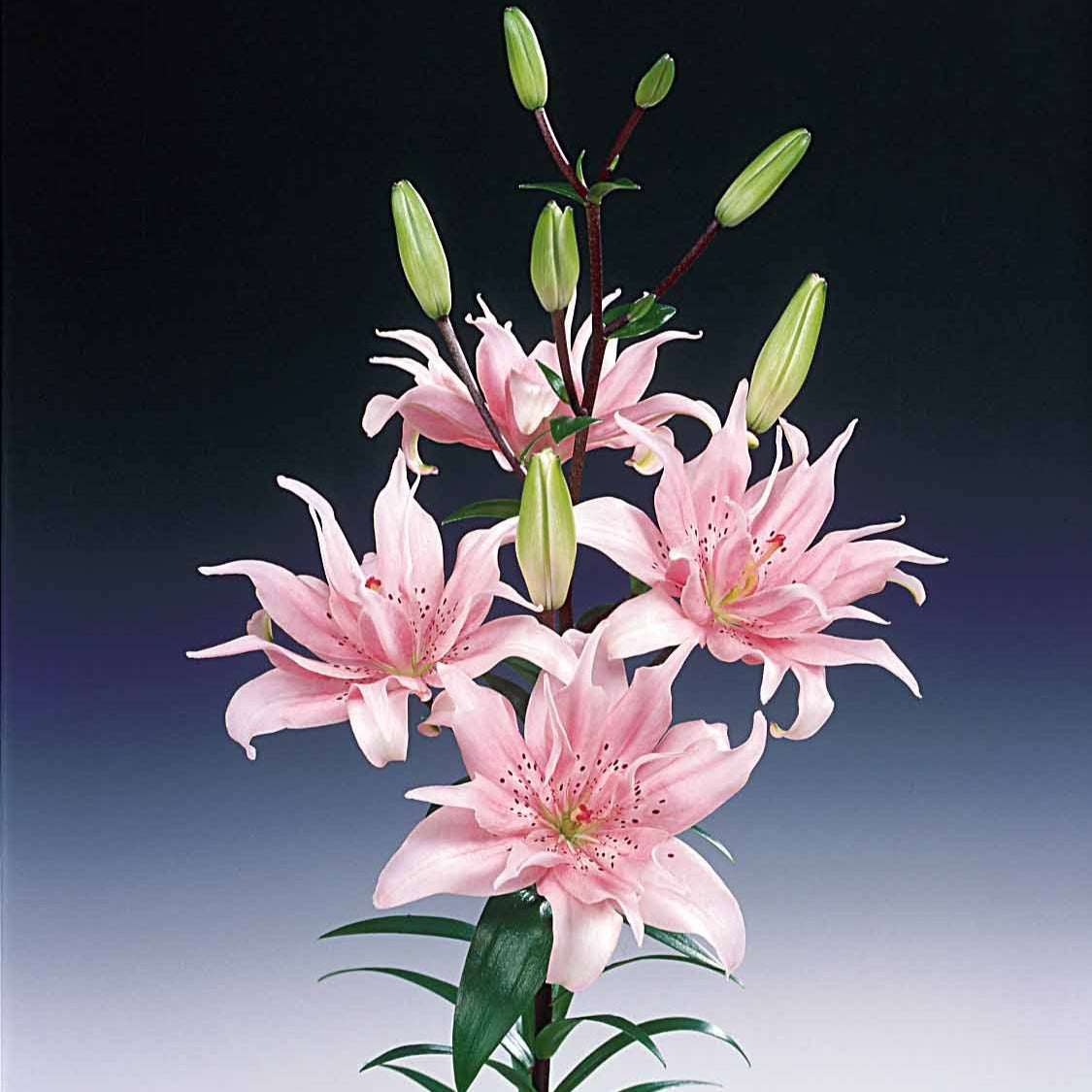 Bakker Lis Asiatique Elodie bulbe sachet 3 rose double