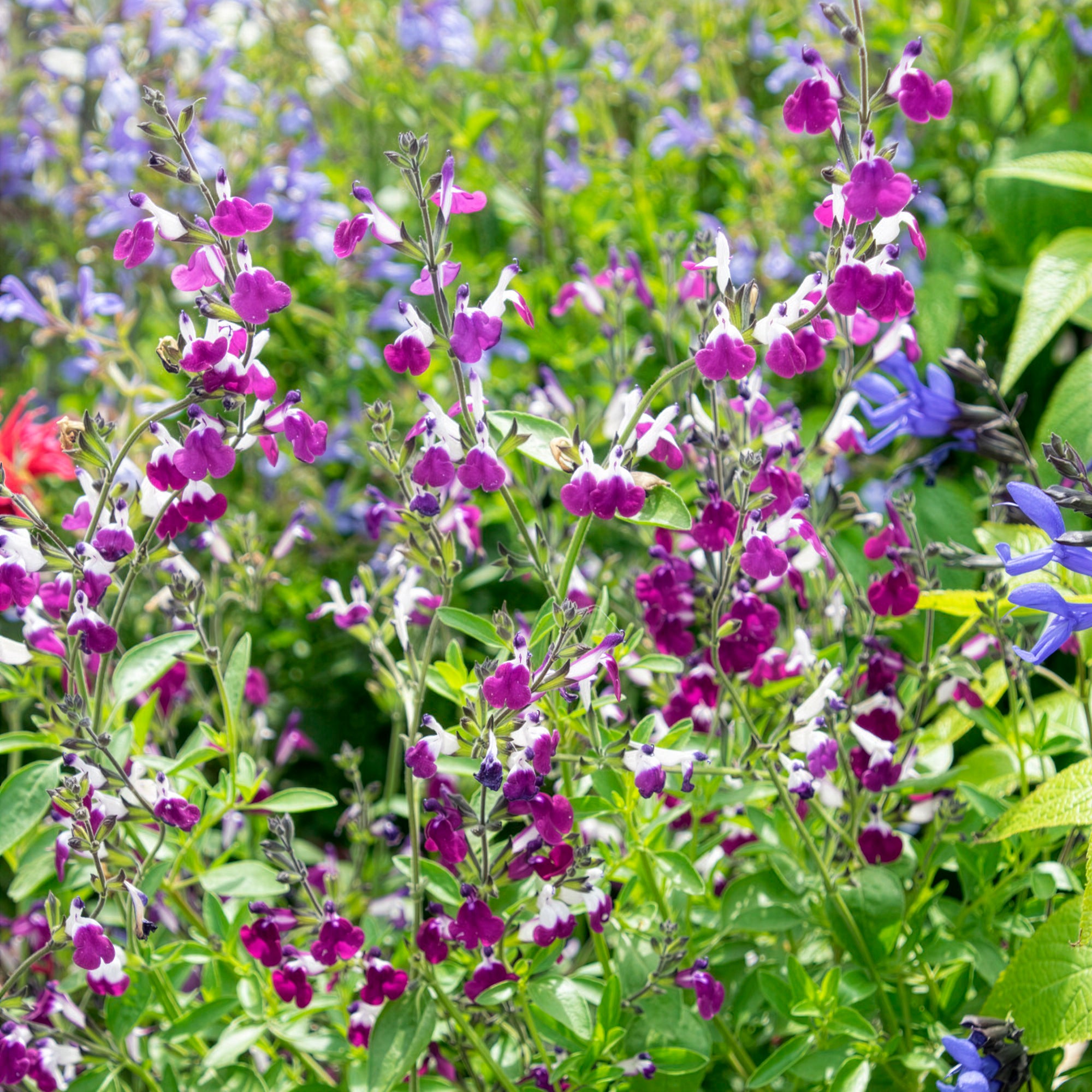 Bakker Sauge Amethyst Lips Salvia greggii vivace pot 8cm bicolore