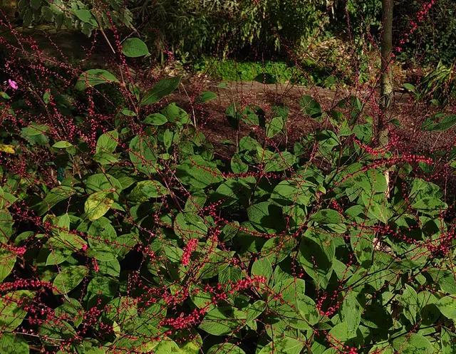Passion Vivaces Persicaria virginiana renouée framboise godet